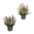 Bild 1 von GARDENLINE Solitär-Callunen Twin / Trio
