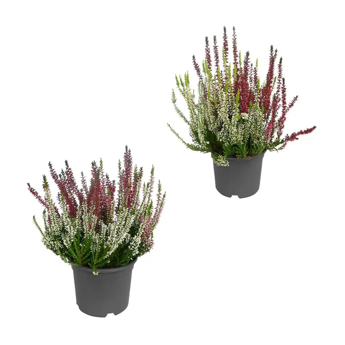 Bild 1 von GARDENLINE Solitär-Callunen Twin / Trio