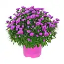 Bild 3 von GARDENLINE Herbstastern