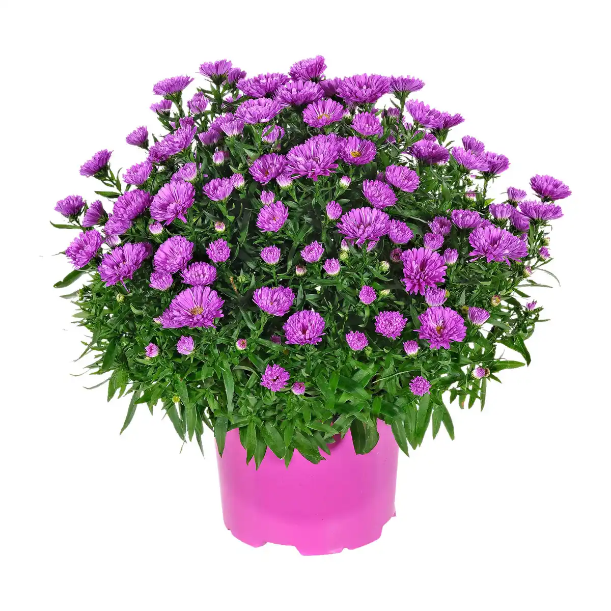 Bild 3 von GARDENLINE Herbstastern