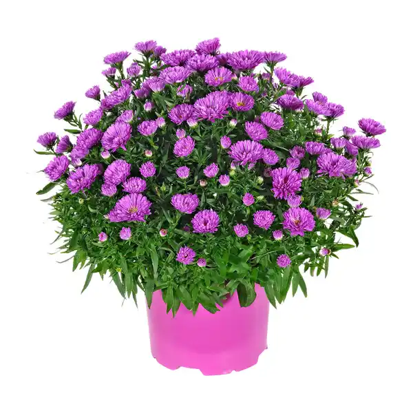 Bild 3 von GARDENLINE Herbstastern