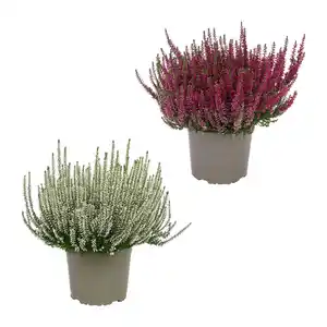 GARDENLINE Callunenbusch