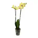 Bild 2 von GARDENLINE Schmetterlings-Orchidee