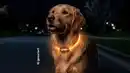 Bild 1 von ROMEO LED-Halsband