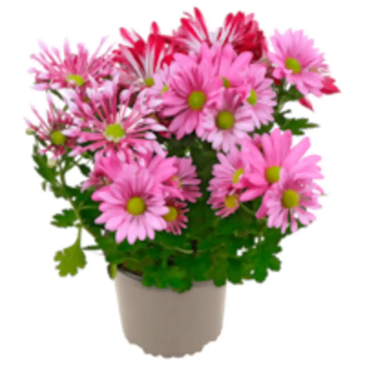 Bild 1 von Chrysantheme »Best Friends«