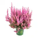 Bild 3 von GARDENLINE Erika „Beauty Queen“
