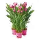 Bild 1 von Kurkuma-Pflanze „Siam Splash“