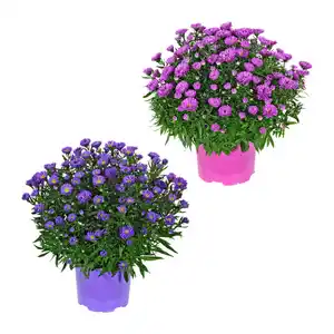 GARDENLINE Herbstastern