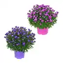 Bild 1 von GARDENLINE Herbstastern