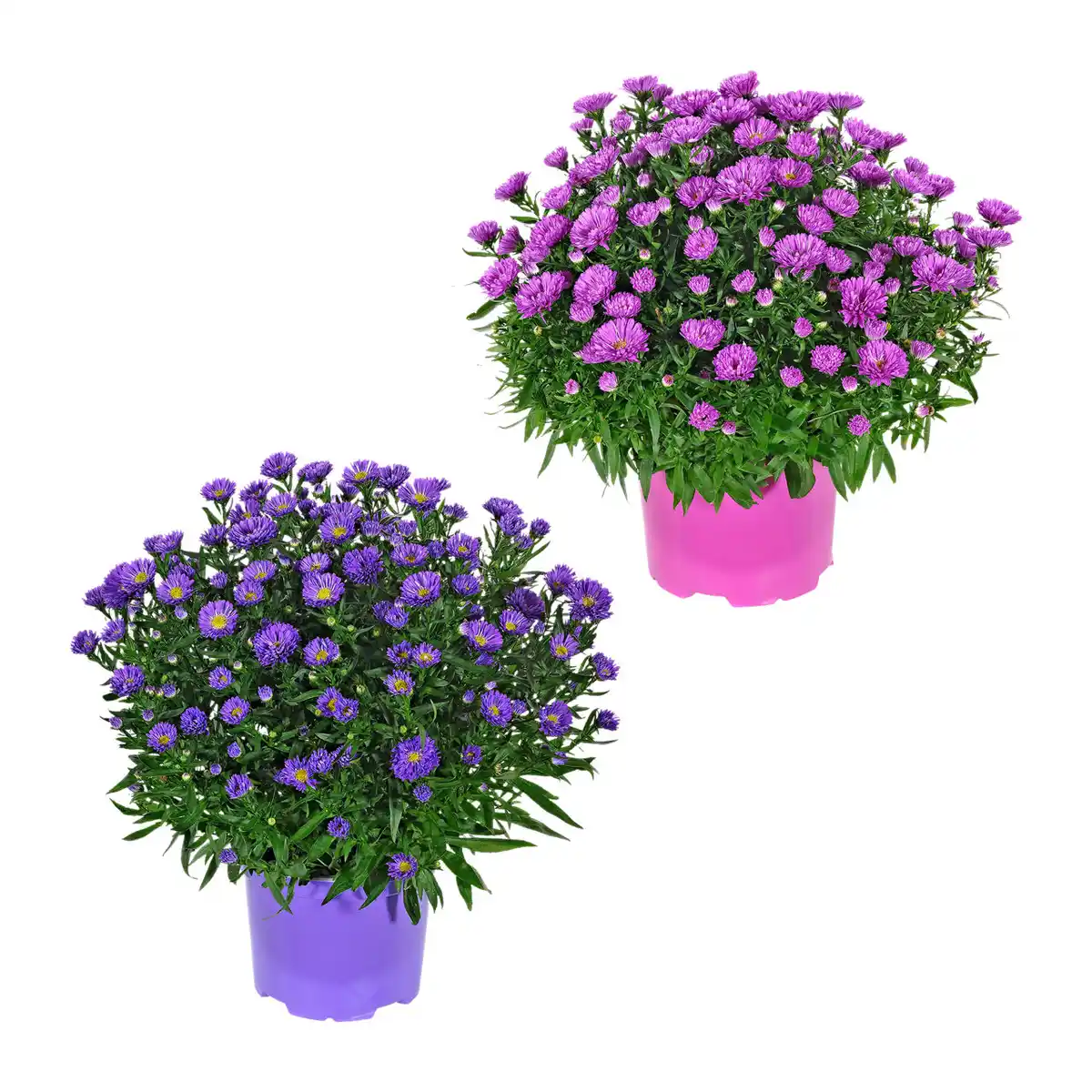 Bild 1 von GARDENLINE Herbstastern