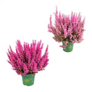GARDENLINE Erika „Beauty Queen“