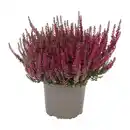 Bild 2 von GARDENLINE Callunenbusch