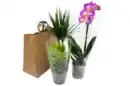 Bild 1 von Phalaenopsis- und Grünpflanzenmix