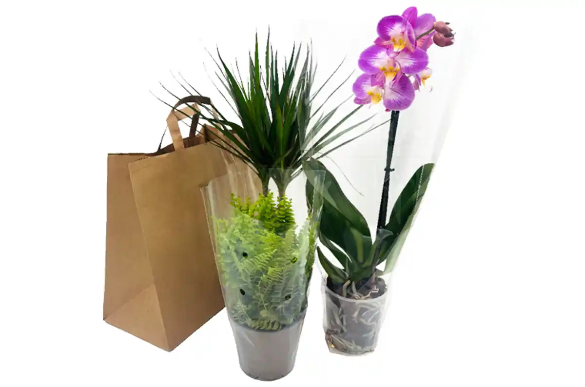 Bild 1 von Phalaenopsis- und Grünpflanzenmix