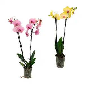 GARDENLINE Schmetterlings-Orchidee
