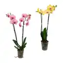 Bild 1 von GARDENLINE Schmetterlings-Orchidee