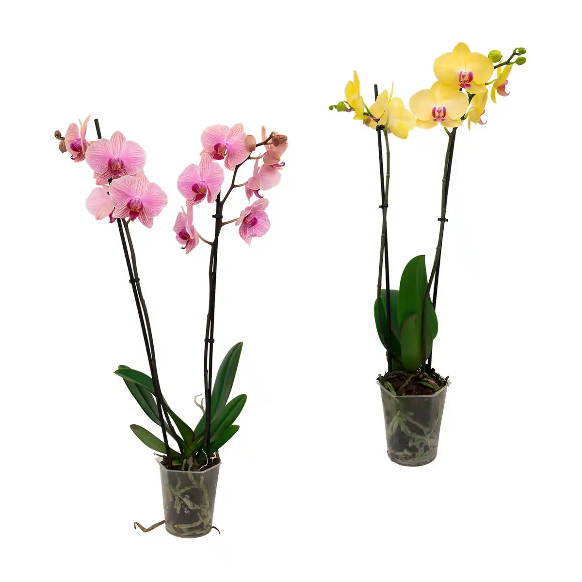 Bild 1 von GARDENLINE Schmetterlings-Orchidee