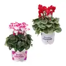 Bild 1 von GARDENLINE Alpenveilchen