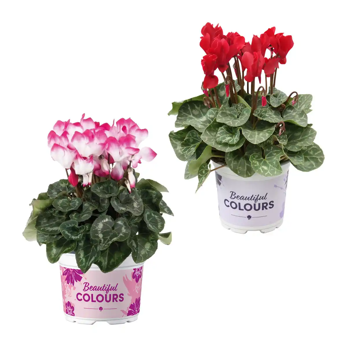 Bild 1 von GARDENLINE Alpenveilchen
