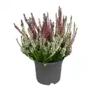 Bild 3 von GARDENLINE Solitär-Callunen Twin / Trio