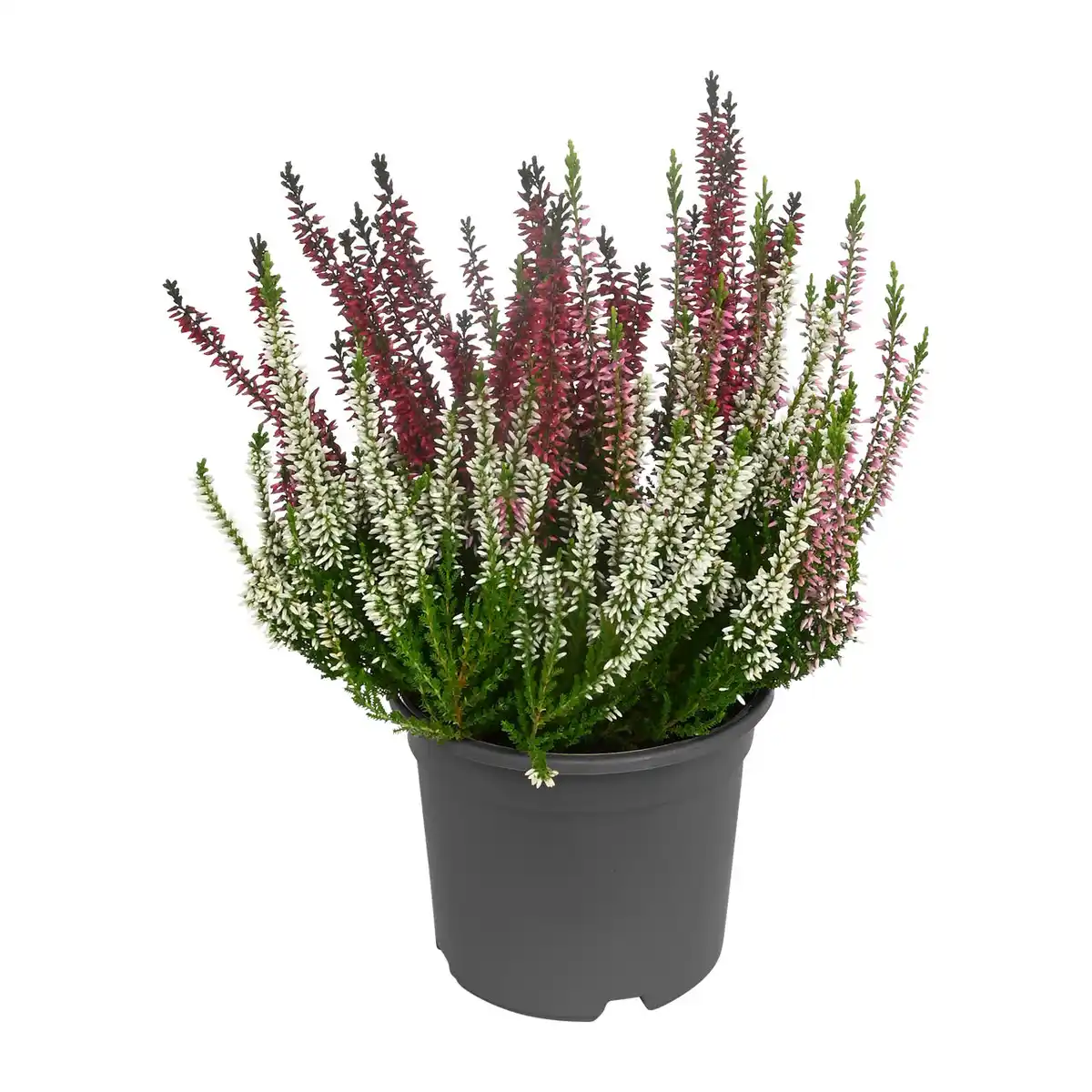 Bild 3 von GARDENLINE Solitär-Callunen Twin / Trio