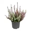 Bild 2 von GARDENLINE Solitär-Callunen Twin / Trio