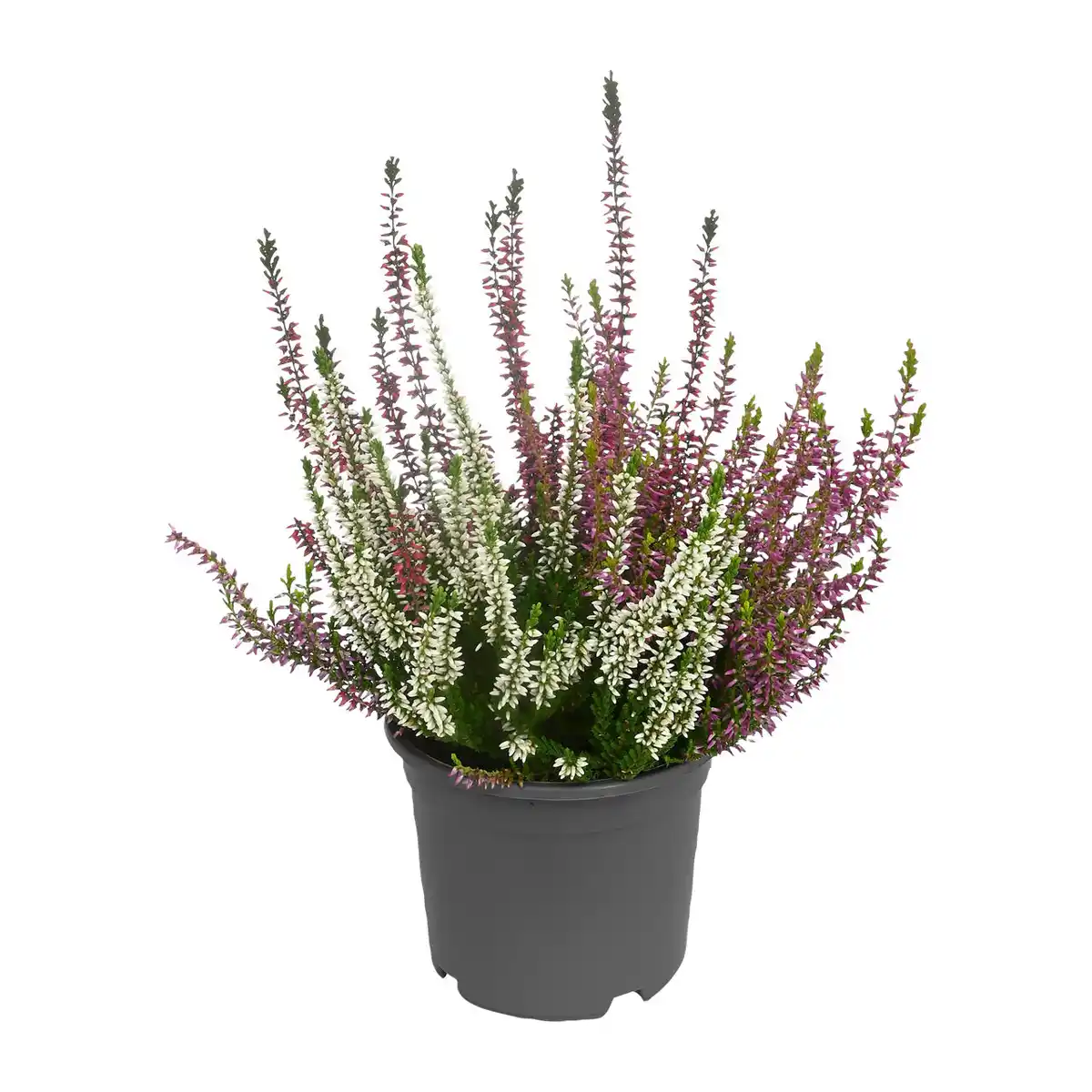 Bild 2 von GARDENLINE Solitär-Callunen Twin / Trio