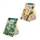 Bild 1 von GARDENLINE Herbstblumenzwiebel-Spezialität