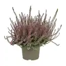 Bild 3 von GARDENLINE Callunenbusch