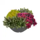 Bild 1 von GARDENLINE Sedum-Mix
