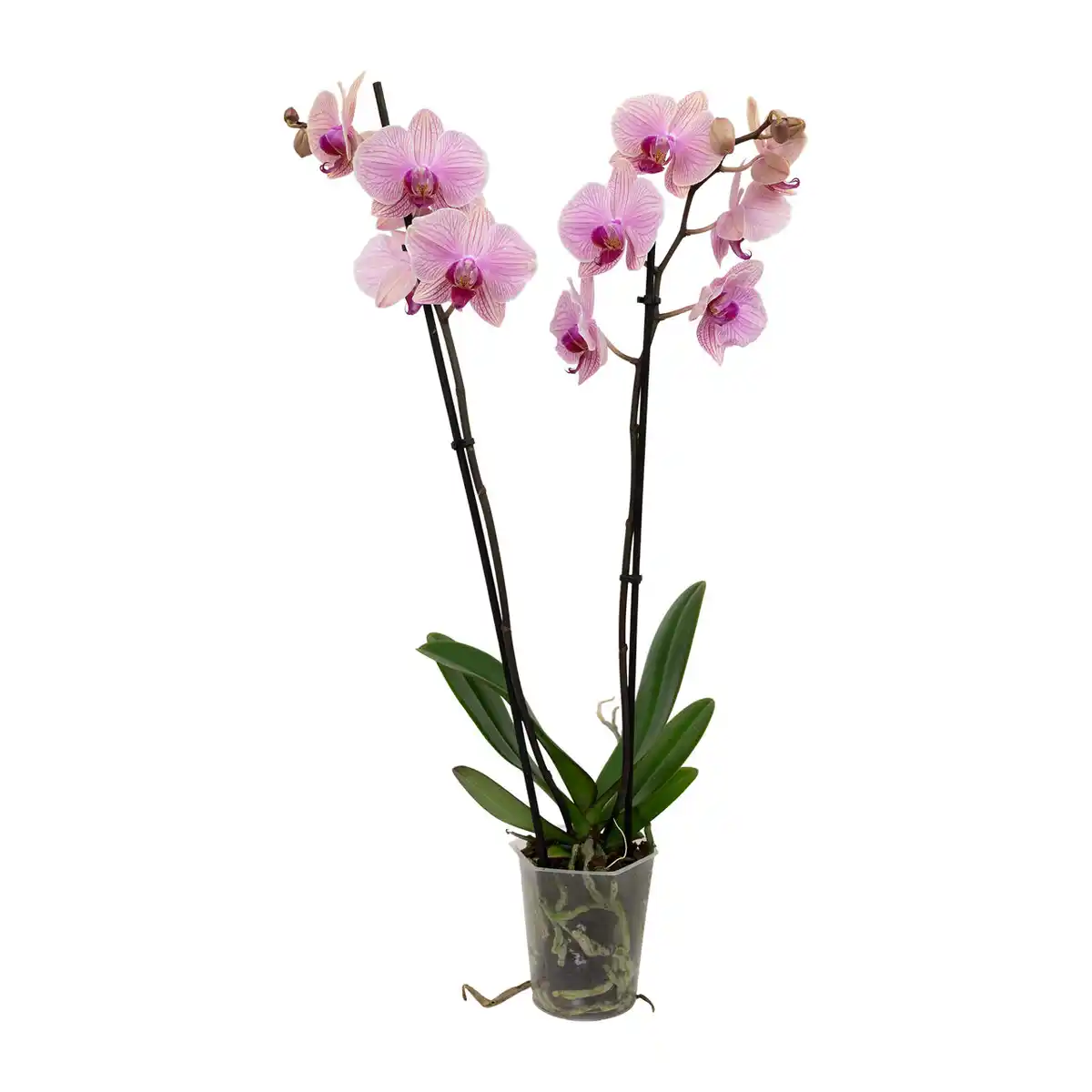 Bild 4 von GARDENLINE Schmetterlings-Orchidee