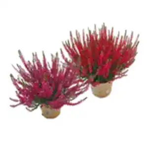 Calluna „Garden Girls“