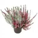 Bild 1 von Besenheide »Duo« oder REWE Beste Wahl Bauernchrysantheme