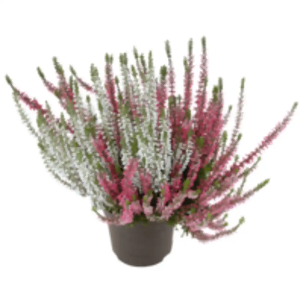 Bild 1 von Besenheide »Duo« oder REWE Beste Wahl Bauernchrysantheme