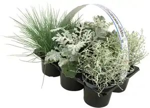 Silberner Herbst 6er Pack