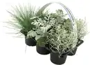 Bild 1 von Silberner Herbst 6er Pack