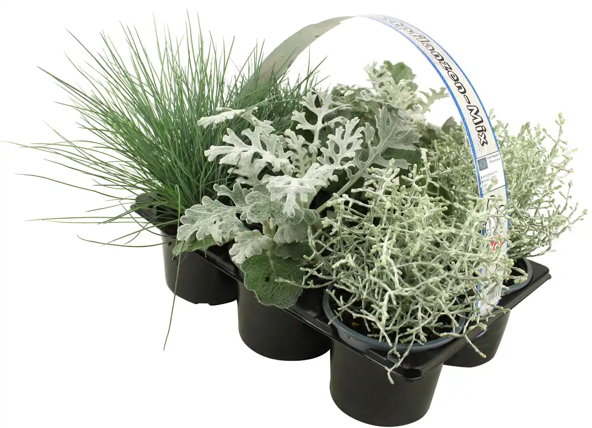 Bild 1 von Silberner Herbst 6er Pack