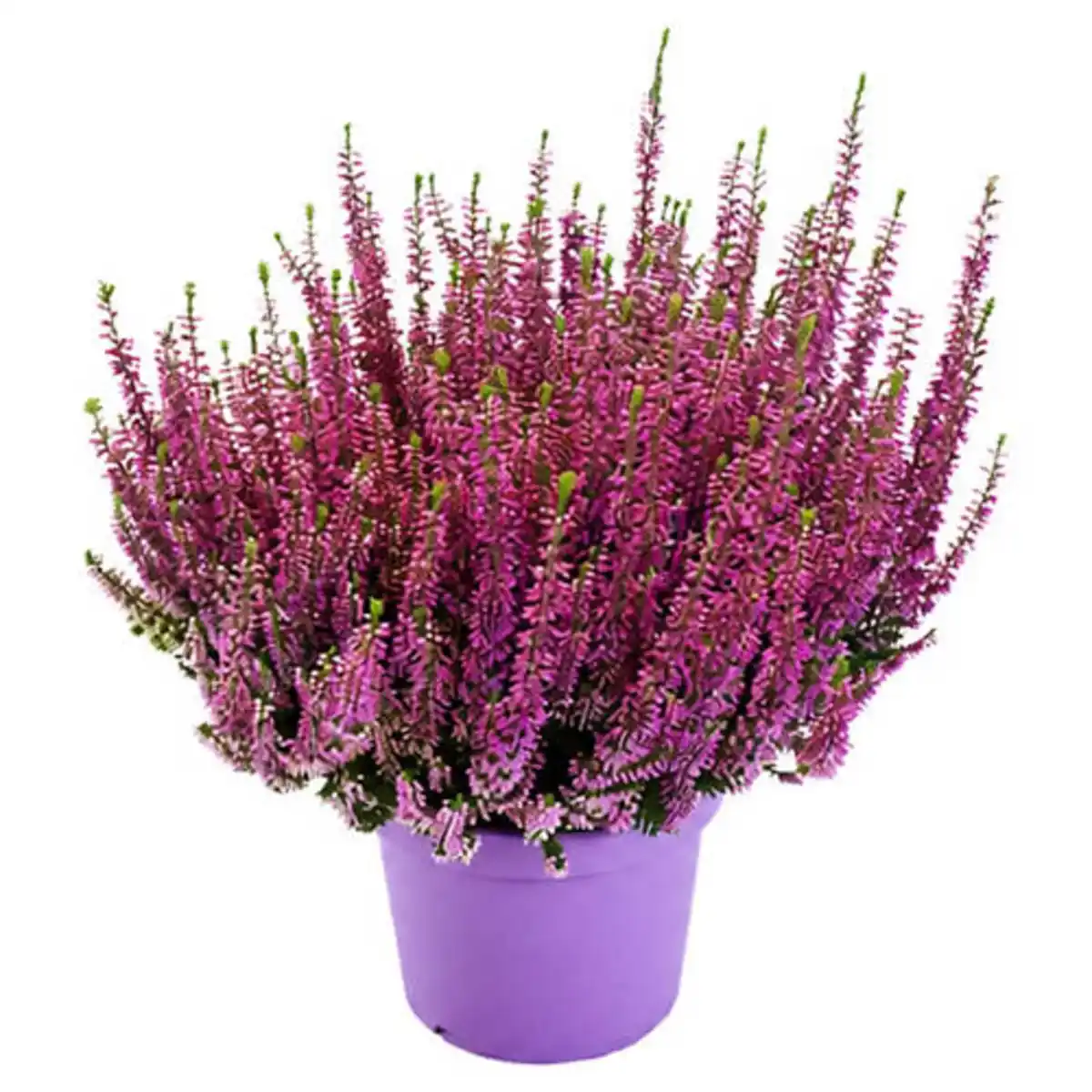 Bild 1 von GARDENLINE Callune einfarbig