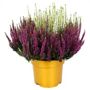 GARDENLINE Colour Crown® XL