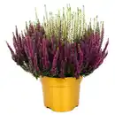 Bild 1 von GARDENLINE Colour Crown® XL
