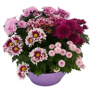 GARDENLINE Chrysanthemen Pink und White Schalen, Pink