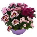 Bild 1 von GARDENLINE Chrysanthemen Pink und White Schalen, Pink