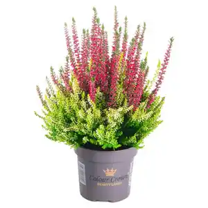 GARDENLINE Colour Crown® & Calberries, Colour Crown