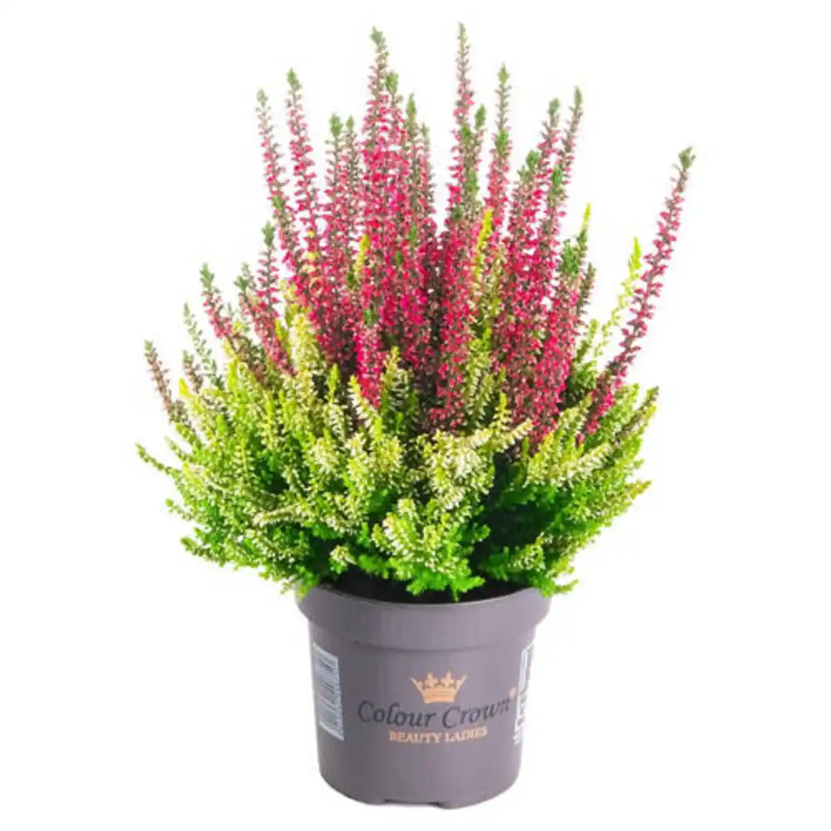Bild 1 von GARDENLINE Colour Crown® & Calberries, Colour Crown