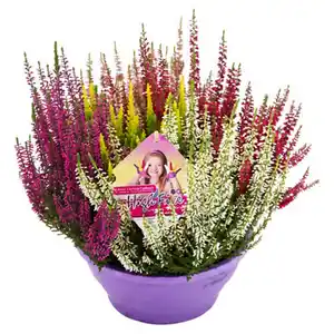 GARDENLINE High Five® Schale