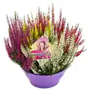 Bild 1 von GARDENLINE High Five® Schale