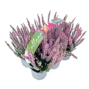 GARDENLINE Calluna „Beauty Ladies® einfarbig 6er-Tray, Rosa
