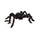 Bild 1 von Riesenspinne