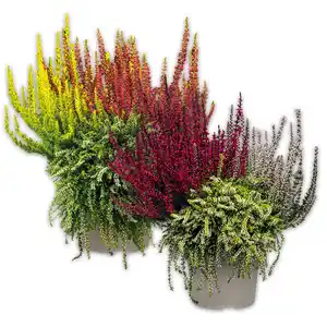 Calluna vulgaris Trio Girls Special