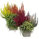 Bild 1 von Calluna vulgaris Trio Girls Special